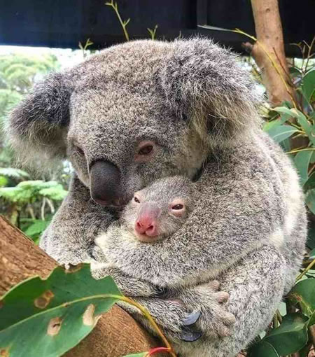 Mamá y bebé Koala se abrazan tras ser rescatados de los incendios de Australia.